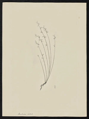 Parkinson, Sydney, 1745-1771: Sarotroides stellata [Stackhousia viminea (Stackhousiaceae) - Plate 41]