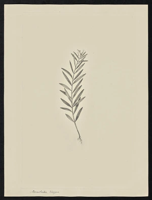 Parkinson, Sydney, 1745-1771: Samoloides, tirgyna [Stackhousia monogyna (Stackhousiaceae) - Plate 42]