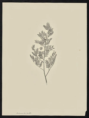 Parkinson, Sydney, 1745-1771: Dodaneoules, perita [Dodonaea vestita (Sapindaceae) - Plate 46]