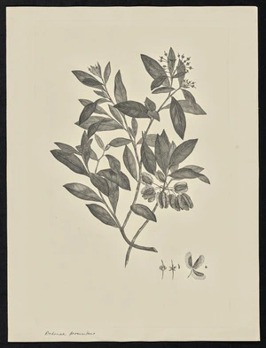 Parkinson, Sydney, 1745-1771: Dodonaa procumbeus [Dodonaea polyandra (Sapindaceae) - Plate 45]