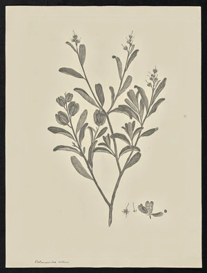 Parkinson, Sydney, 1745-1771: Dodonaeoides oillosa [Distichostemon hispidulus (Sapindaceae) - Plate 47]