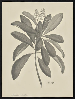 Parkinson, Sydney, 1745-1771: Spondioides alternifolia [Buchanania arborescens (Anacardiacea) - Plate 48]