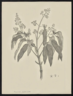 Parkinson, Sydney, 1745-1771: Amyioides Juglandifolia [Blepharocarya involucrugira (Blepharocaryaceae) - Plate 49]