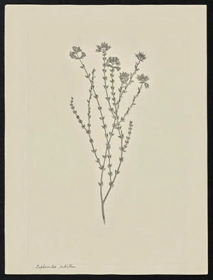 Parkinson, Sydney, 1745-1771: Sophorovides rubriflora [Oxylobium cordifolium (Leguminosae) - Plate 50]