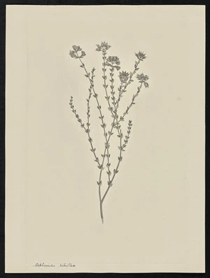 Parkinson, Sydney, 1745-1771: Sophoroides ribriflora [Oxylobium cordifolium (Leguminosae) - Plate 50]