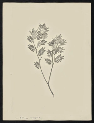 Parkinson, Sydney, 1745-1771: Sophoroides macraphylla [Gompholobium nitidum (Leguminosae) - Plate 51]