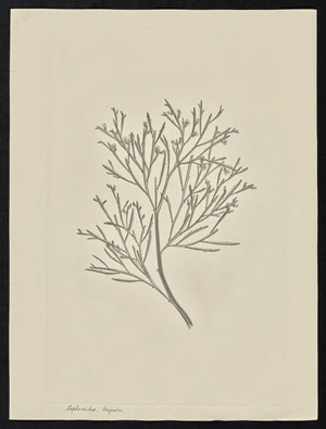 Parkinson, Sydney, 1745-1771: Sophoroides, triguetra [Jacksonia thesioides (Leguminosae) - Plate 52]