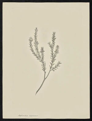 Parkinson, Sydney, 1745-1771: Sophoroides einerascens [Aotus ericoides (Leguminosae) - Plate 53]