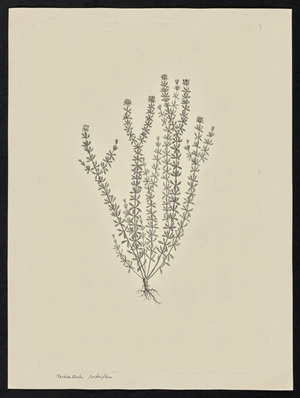 Parkinson, Sydney, 1745-1771: Verticillata rubriflora [Bauera capitata (Baueraceae) - Plate 99]