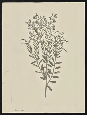 Parkinson, Sydney, 1745-1771: Genista, speciosa [Bossiaea heterophylla (Leguminosae) - Plate 54]