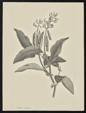 Parkinson, Sydney, 1745-1771: Dolichos stipularis [Crotalaria verrucosa (Leguminosae) - Plate 55]