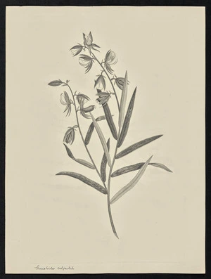 Parkinson, Sydney, 1745-1771: Genistoides calyculata [Crotalaria calycina (Leguminosae) - Plate 56]