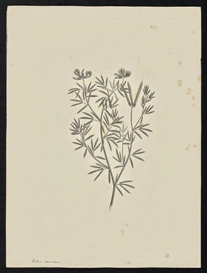 Parkinson, Sydney, 1745-1771: Lotus canescem [Lotus australis (Leguminosae) - Plate 57]