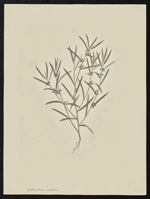 Parkinson, Sydney, 1745-1771: Irifoliastrum, unifolium [Indigofera linifolia (Leguminosae) - Plate 58]