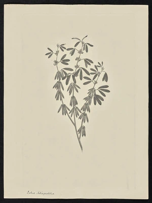 Parkinson, Sydney, 1745-1771: Lotus teliagonolobus [Indigofera trifoliata (Leguminosae) - Plate 59]