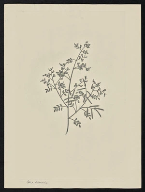 Parkinson, Sydney, 1745-1771: Lotus, Divaricatus [Indigofera colutea (Leguminosae) - Plate 60]