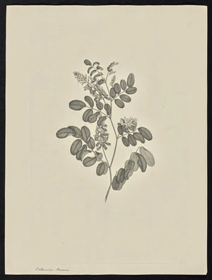 Parkinson, Sydney, 1745-1771: Actinoides carucea [Indigofera pratensis (Leguminosae) - Plate 61]
