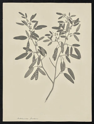 Parkinson, Sydney, 1745-1771: Crotolarioides fructicosa [Lamprolobium fruticosum (Leguminosae) - Plate 62]