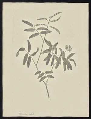 Parkinson, Sydney, 1745-1771: Galedoides, grabrata [Tephrosia reticulata (Leguminosae) - Plate 63]