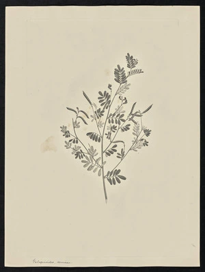 Parkinson, Sydney, 1745-1771: Galequioides, serviceau [Tephrosia filipes var. latifolia (Leguminosae) - Plate 64]
