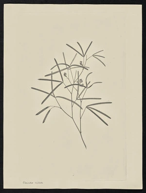 Parkinson, Sydney, 1745-1771: Vicioides virbella [Tephrosia leptoclada (Leguminosae) - Plate 65]