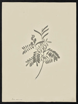 Parkinson, Sydney, 1745-1771: Lotus, coecineus [Tethrosia brachyodon (Leguminosae) - Plate 66]