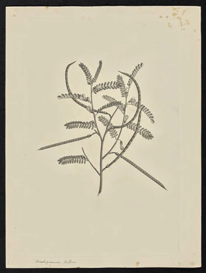 Parkinson, Sydney, 1745-1771: Aeschignomene. diffusa [Sesbania cannabina (Leguminosae) - Plate 67]