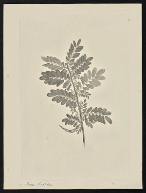 Parkinson, Sydney, 1745-1771: Galega. Fructicosa [Ormocarpum cochinchinensis (Leguminosae) - Plate 68]