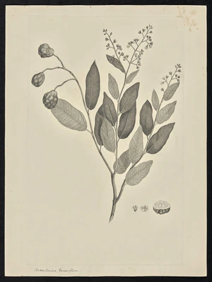 Parkinson, Sydney, 1745-1771: Aesculoides, pareoiflora [Parinari nonda (Chrysobalanaceae) - Plate 97]