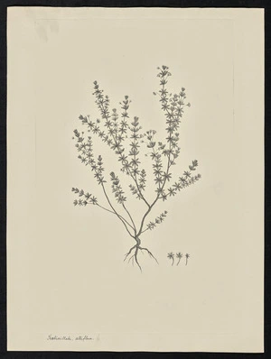 Parkinson, Sydney, 1745-1771: Testicillata, albiflora [Bauera rubioides var. microphylla (Baueraceae) - Plate 98]