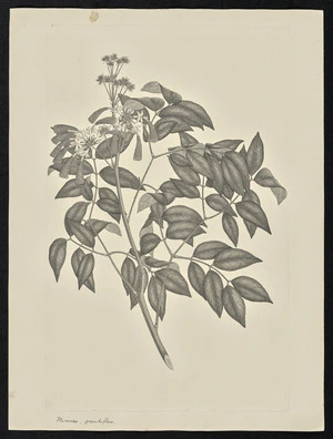 Parkinson, Sydney, 1745-1771: Miniosa, grandiflora [Abarema grandiflora (Leguminosae) - Plate 96]