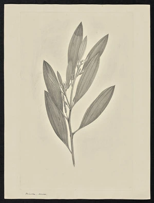 Parkinson, Sydney, 1745-1771: Mimosa, sericea [Acacia holosericea (Leguminosae) - Plate 93]