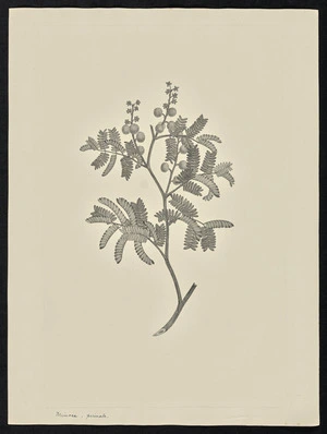 Parkinson, Sydney, 1745-1771: Mimosa, perimata [Acacia terminalis (Leguminosae) - Plate 95]
