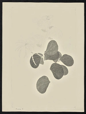 Parkinson, Sydney, 1745-1771: Mimosa. K. [Acacia humifusa (Leguminosae) - Plate 94]