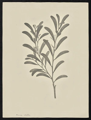 Parkinson, Sydney, 1745-1771: Mimosa. Albiflora [Acacia calyculata (Leguminosae) - Plate 92]