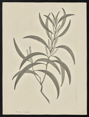 Parkinson, Sydney, 1745-1771: Mimosa, axillaris [Acacia leiocalyx (Leguminosae) - Plate 91]