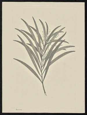 Parkinson, Sydney, 1745-1771: Mimosa [Acacia longifolia (Leguminosae) - Plate 90]