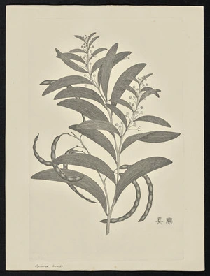 Parkinson, Sydney, 1745-1771: Mimosa, Auceps [Acacia legnota (Leguminosae) - Plate 89]