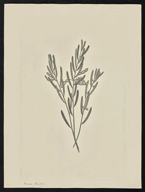 Parkinson, Sydney, 1745-1771: Mimosa, humitis [Acacia multisiliqua (Leguminosae) - Plate 88]