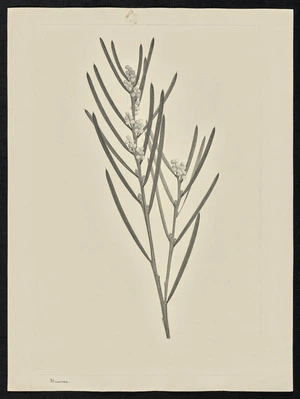 Parkinson, Sydney, 1745-1771: Mimosa [Acacia suaveolens (Leguminosae) - Plate 87]