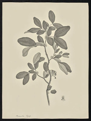 Parkinson, Sydney, 1745-1771: Cynometra bijuga [Cynometra ramiflora (Leguminosae) - Plate 85]
