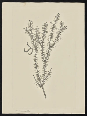 Parkinson, Sydney, 1745-1771: Mimosa, ericasfolia [Acacia ulicifolia (Leguminosae) - Plate 86]