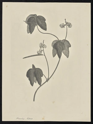 Parkinson, Sydney, 1745-1771: Phaseolus, luteus [Vigna radiata (Leguminosae) - Plate 79]