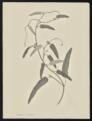 Parkinson, Sydney, 1745-1771: Hedysarum, monophyllum [Hardenbergia violacea (Leguminosae) - Plate 72]