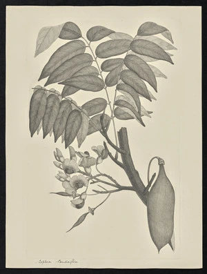 Parkinson, Sydney, 1745-1771: Sophora Caudiciflira [Castanospermum australe (Fabaceae) Plate 84]