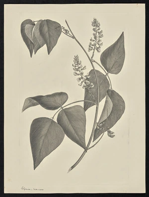 Parkinson, Sydney, 1745-1771: Glycine, racimosa [Rhynchosia acuminatissima (Leguminosae) - Plate 83]