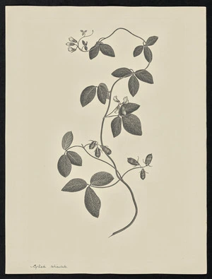 Parkinson, Sydney, 1745-1771: Cylista reticulata [Atylosa reticulata (Leguminosae) - Plate 82]