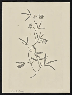 Parkinson, Sydney, 1745-1771: Phaseolus, triqueter [Vigna lanceolata (Leguminosae) - Plate 81]