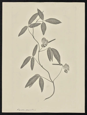 Parkinson, Sydney, 1745-1771: Phaseolus, grandiflorus [Vigna vexillata (Leguminosae) - Plate 80]