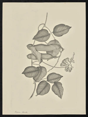 Parkinson, Sydney, 1745-1771: Glycine, spicata [Canavalia rosea (Leguminosae) - Plate 78]